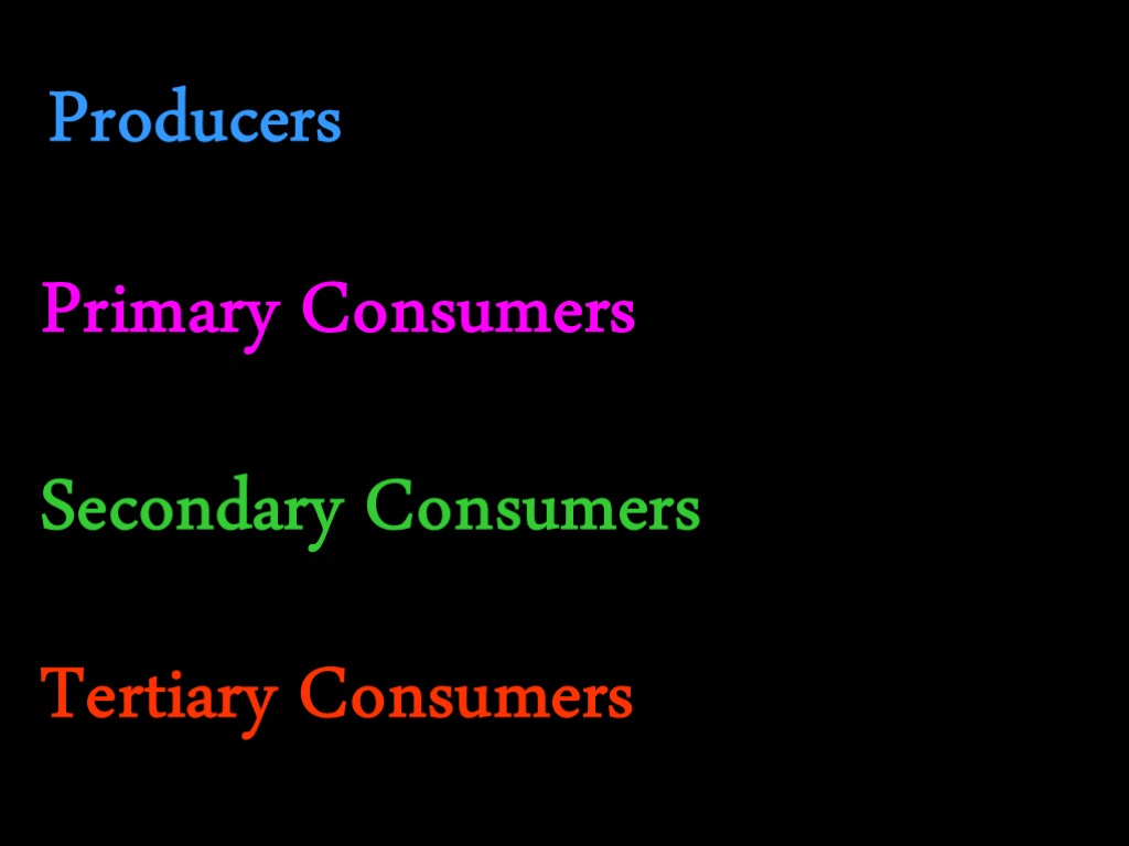 Producers Primary Consumers Secondary Consumers Tertiary Consumers